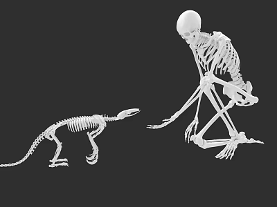 Human And Animal Skeleton Models In Interactive Pose On Black Background 3d model