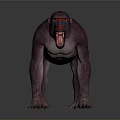 Purple Baboon with Red and Blue Facial Markings Standing Open Mouth on Gray Background