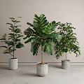 Various Lush Green Leaf Potted Plants In Different Ceramic Pots For Indoor Home Decor