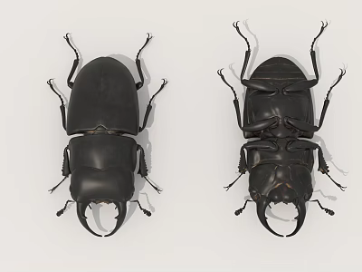 Flying Insects Close Up View Of Two Black Beetles With Large Mandibles And Textured Elytra 3d model