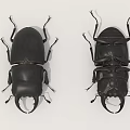 Flying Insects Close Up View Of Two Black Beetles With Large Mandibles And Textured Elytra