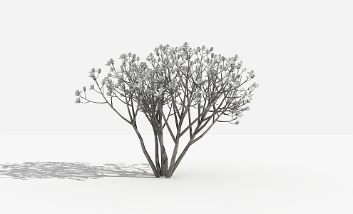 Modern Shrub Magnolia Shrub 3d model