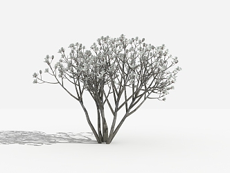 Modern Shrub Magnolia Shrub 3d model