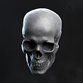 Three Detailed Human Skull 3D Models With Different Angles And Textures