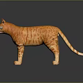 Realistic Orange Striped Cat Standing On Shiny Black Surface With Clear Reflection 3d model