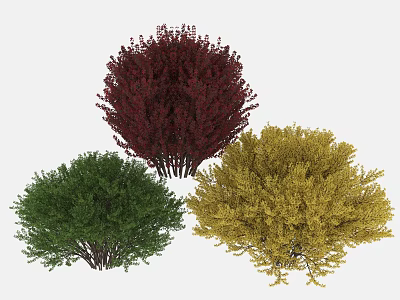 Ornamental Arbor Collection Featuring Crimson Green And Golden Foliage For Garden Landscaping 3d model