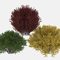 Ornamental Arbor Collection Featuring Crimson Green And Golden Foliage For Garden Landscaping