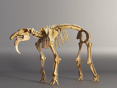 Modern Animal Skeleton Fossils Animal Skeleton Bones 3d model