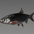 Vibrant Silver And Black Freshwater Aquarium Fish In Clear Tank Environment
