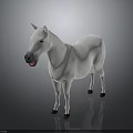 White Horse Standing Elegantly with Reflection on Gray Background in Realistic Render