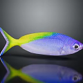 Colorful Fish with Purple Yellow Body and Green Stripes on Dark Background with Reflection