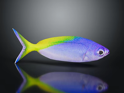 Colorful Fish with Purple Yellow Body and Green Stripes on Dark Background with Reflection 3d model