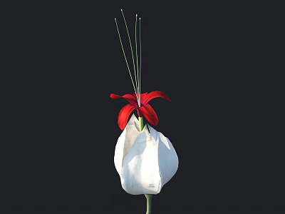Elegant Flower with Red Petals White Bud Green Stem and Slender Stamens on Black Background 3d model