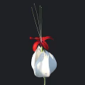 Elegant Flower with Red Petals White Bud Green Stem and Slender Stamens on Black Background