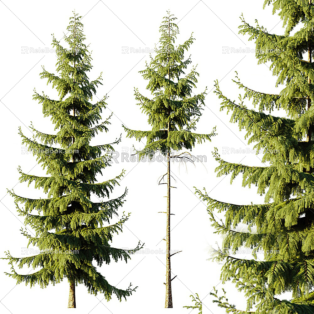 Modern pine pine conifers 3d model