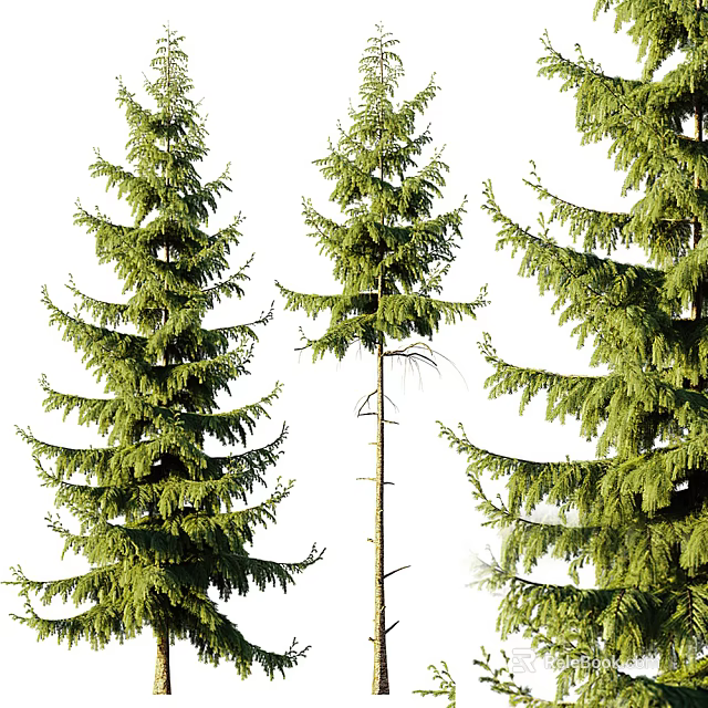 Tall Coniferous Trees With Lush Green Foliage And Spreading Branches Isolated On White Background 3d model 