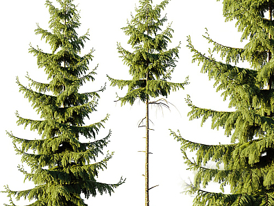 Modern pine conifers 3d model