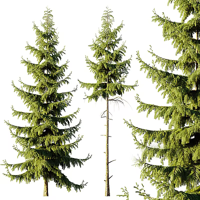 Tall Coniferous Trees With Lush Green Foliage And Spreading Branches Isolated On White Background 3d model
