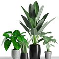 Lush Green Potted Bonsai Plants With Large And Small Leaf Varieties In Black Gray Pots