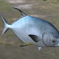 Silver Blue Aquatic Fish With Streamlined Body Prominent Fins And Distinct Eyes