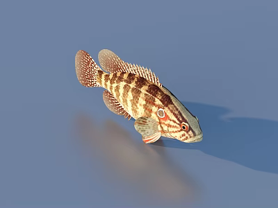 Detailed Striped Aquatic Fish With Brown White Patterns In Water Surface Reflection 3d model