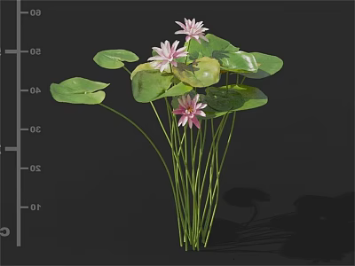 Vibrant Pink Lotus Flowers with Fresh Green Leaves and Long Stems 3d model