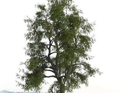 Tall Arbor Tree With Lush Green Foliage And Thick Branches In Natural Landscape 3d model