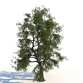 Tall Arbor Tree With Lush Green Foliage And Thick Branches In Natural Landscape