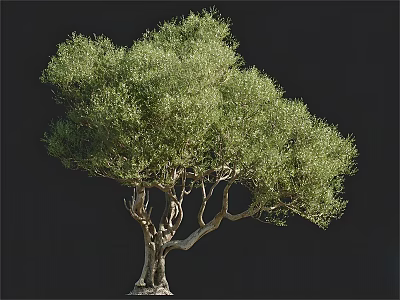 Tree Pit Around Tree Trunk With Lush Green Foliage And Curved Branches 3d model