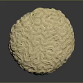 Natural Round Marine Coral With Intricate Surface Patterns And Textured Structure 3d model