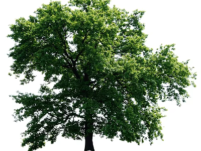Healthy Tall Arbor With Lush Green Canopy And Thick Strong Trunk 3d model