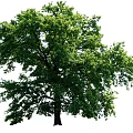 Healthy Tall Arbor With Lush Green Canopy And Thick Strong Trunk