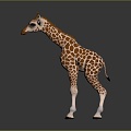 Giraffe Low Model Giraffe African Animal Toy Giraffe Muppet Toy Animal Cartoon Giraffe 3d model