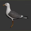 Seagull with White and Gray Feathers Orange Beak Orange Feet Standing on Plain Gray Background