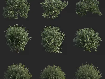 Collection Of Green Shrubs With Various Foliage Shapes And Lush Growth 3d model