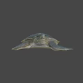 Gray Sea Turtle Swimming On Black Background With Detailed Features