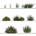 Different Types of Green and Purple Plants Arranged Beautifully on White Shelves