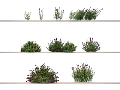 Different Types of Green and Purple Plants Arranged Beautifully on White Shelves 3d model