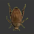 Brown Beetle With Shiny Textured Shell And Colorful Legs On Dark Surface