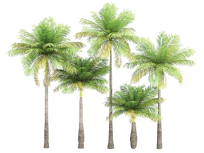 Five Green Palm Trees With Slender Trunks And Feathery Fronds On White Background 3d model