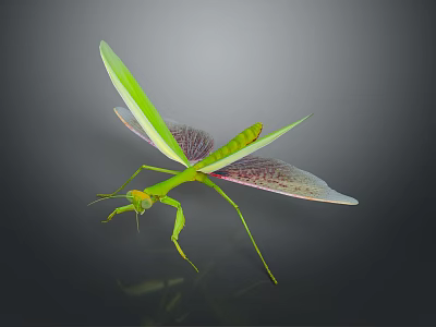 Detailed Green Mantis With Transparent Patterned Wings And Slender Body On Dark Background 3d model