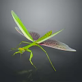 Detailed Green Mantis With Transparent Patterned Wings And Slender Body On Dark Background