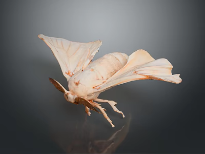 Delicate Pale Moth With Transparent Spread Wings On Dark Background Surface 3d model
