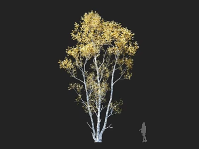 Golden Leaf Tree with White Trunks and Black Background Human Figure for Scale 3d model
