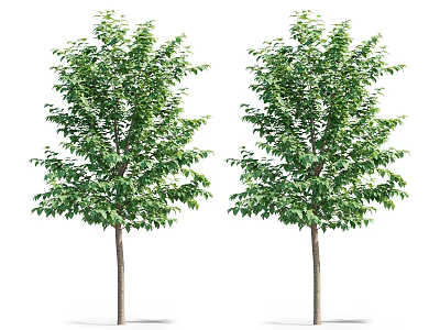 Two Lush Green Arbor Trees With Dense Foliage And Straight Trunks 3d model