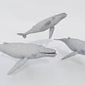 Three Black And White Whales Swimming In Group As Aquatic Marine Animals