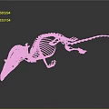 Golden Mouse Skeleton Display With Detailed Structure On Black Background And Reflection