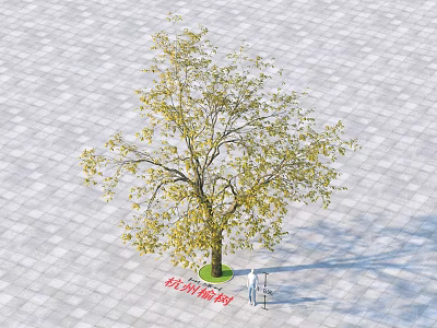 Red Maple Acer Tree with Yellow Leaves on Gray Tiled Ground and Person Standing Nearby 3d model