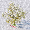 Red Maple Acer Tree with Yellow Leaves on Gray Tiled Ground and Person Standing Nearby