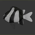 Black and white striped aquatic fish with fins tail and 3D model on gray gradient background